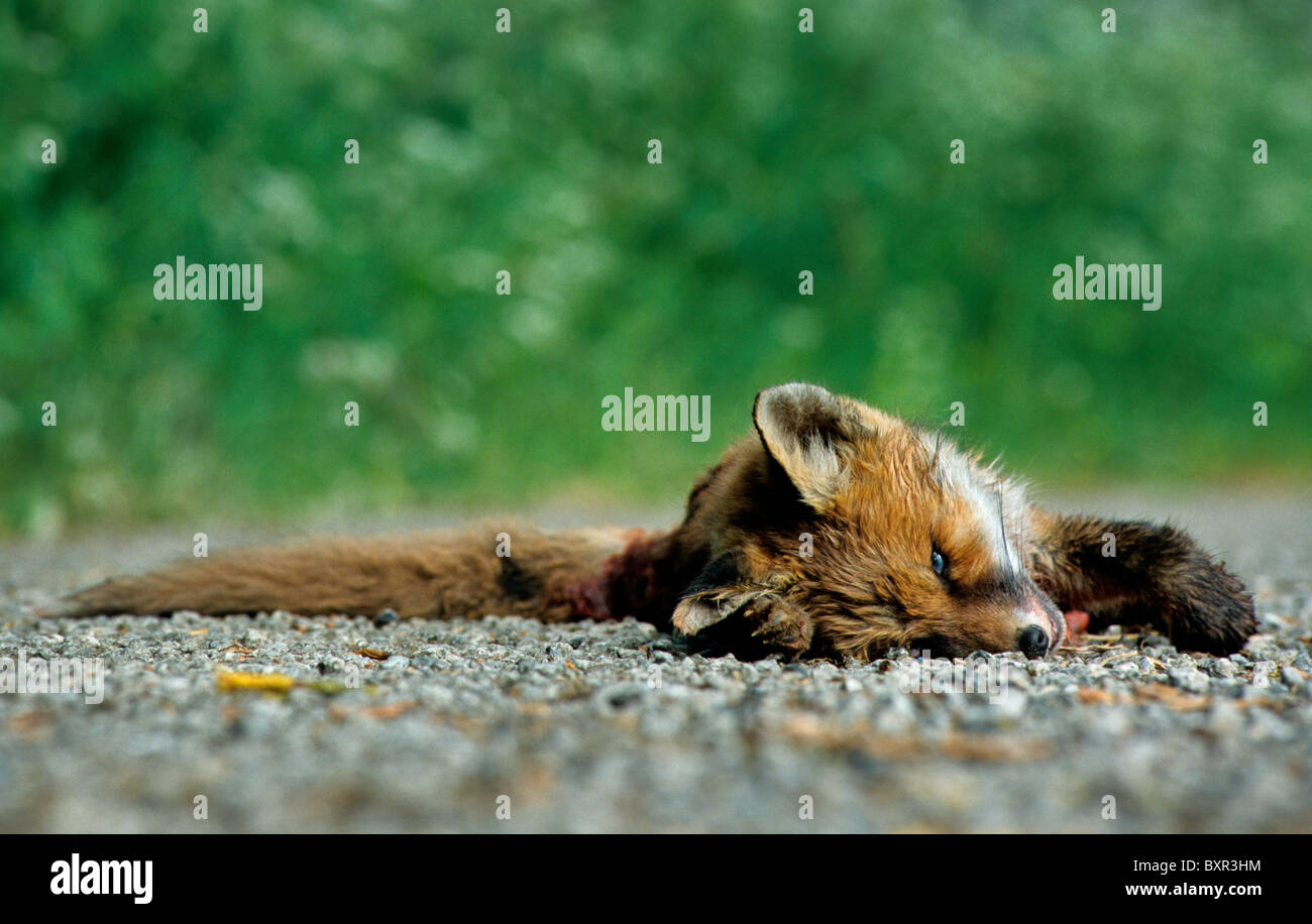 Junger Rotfuchs (Vulpes Vulpes) tot auf der Straße liegen getötet durch den Verkehr Stockfoto