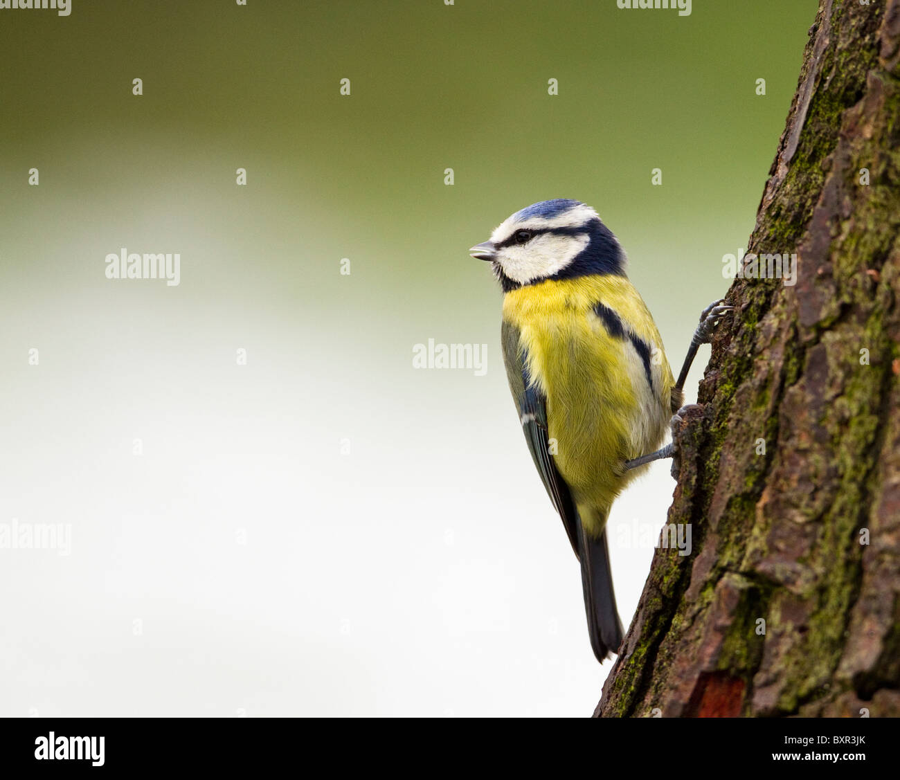 Ein Blue Tit Parus Caeruleus auf einem Baumstamm über seine Schulter mit grün/weißen Hintergrund jedoch unscharf in England UK Stockfoto