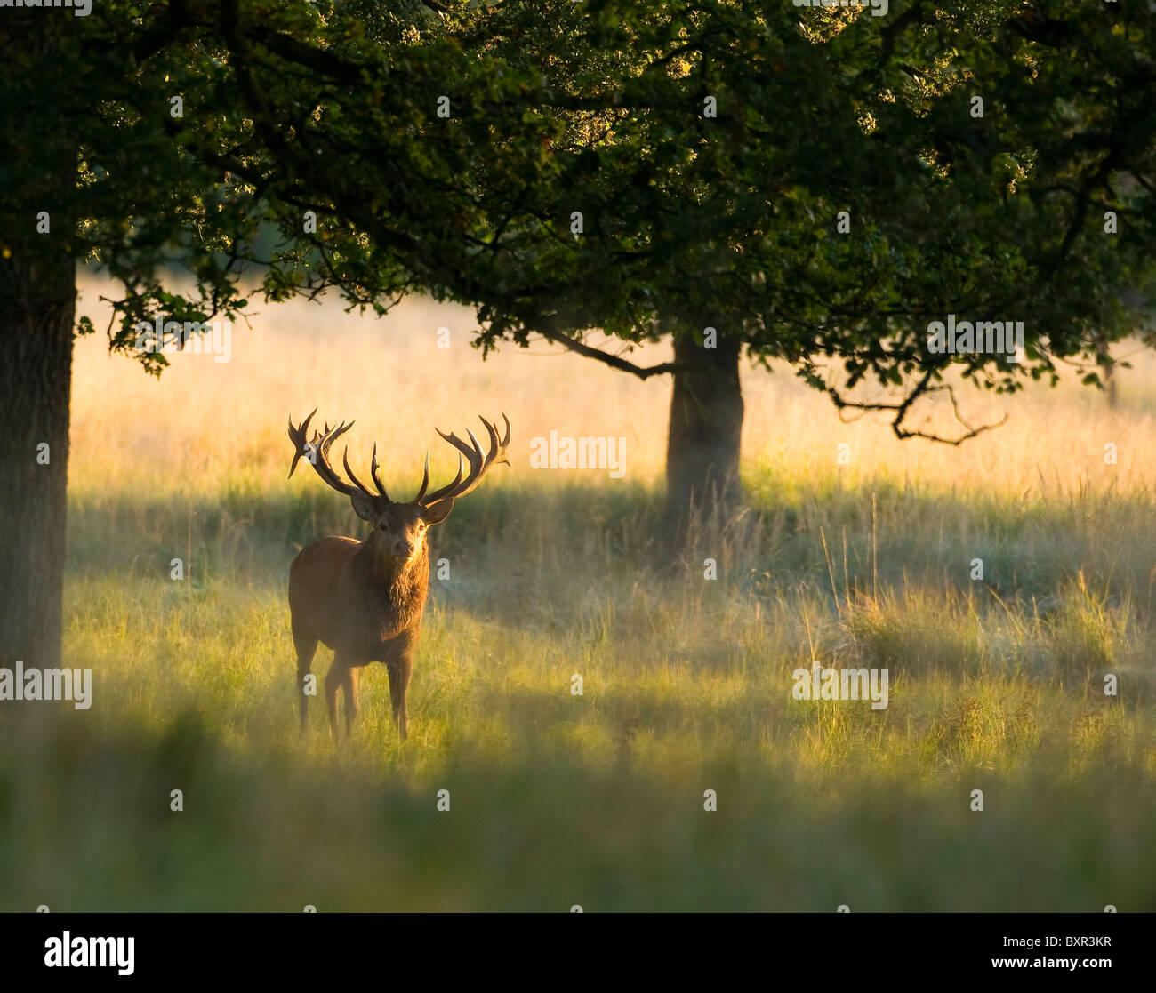 Red Deer Hirsch unter Bäumen stehend in die Kamera schaut, als die Sonne steigt auf der rechten Seite Stockfoto