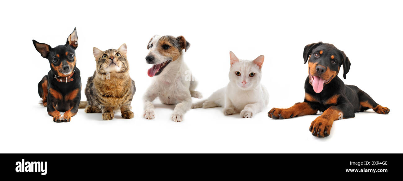Gruppe von Welpen und Katzen auf weißem Hintergrund Stockfoto