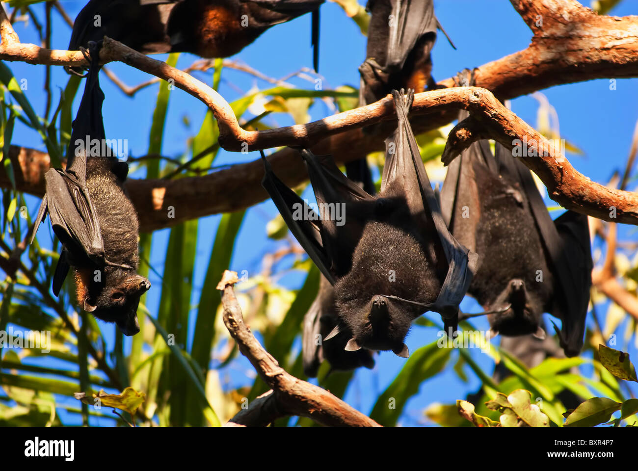 Flughunde, Australien Stockfoto