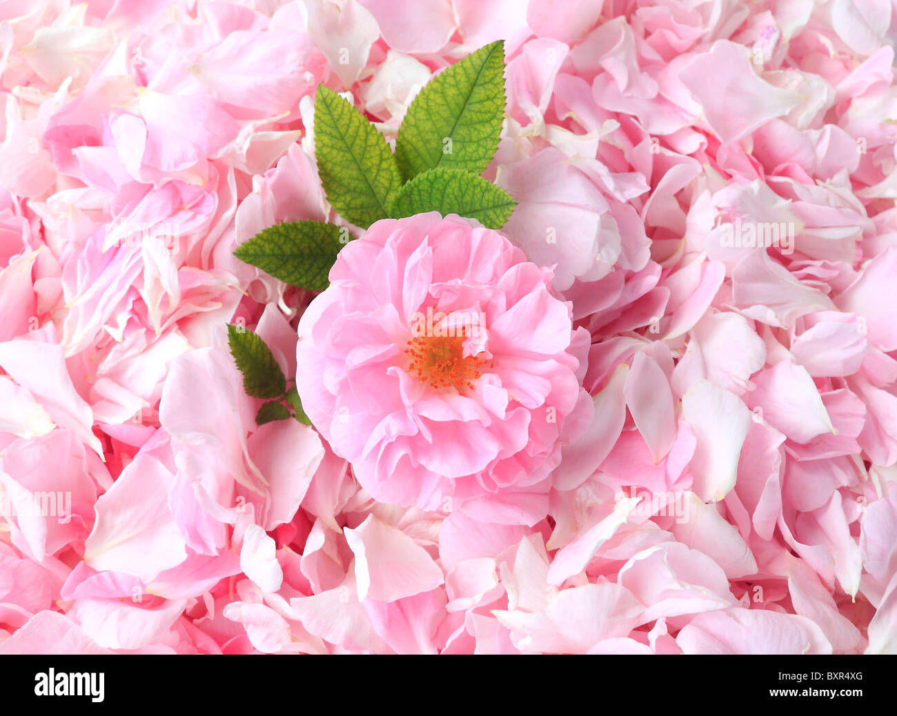Tee-Rosenblätter auf dem Hintergrund Stockfoto