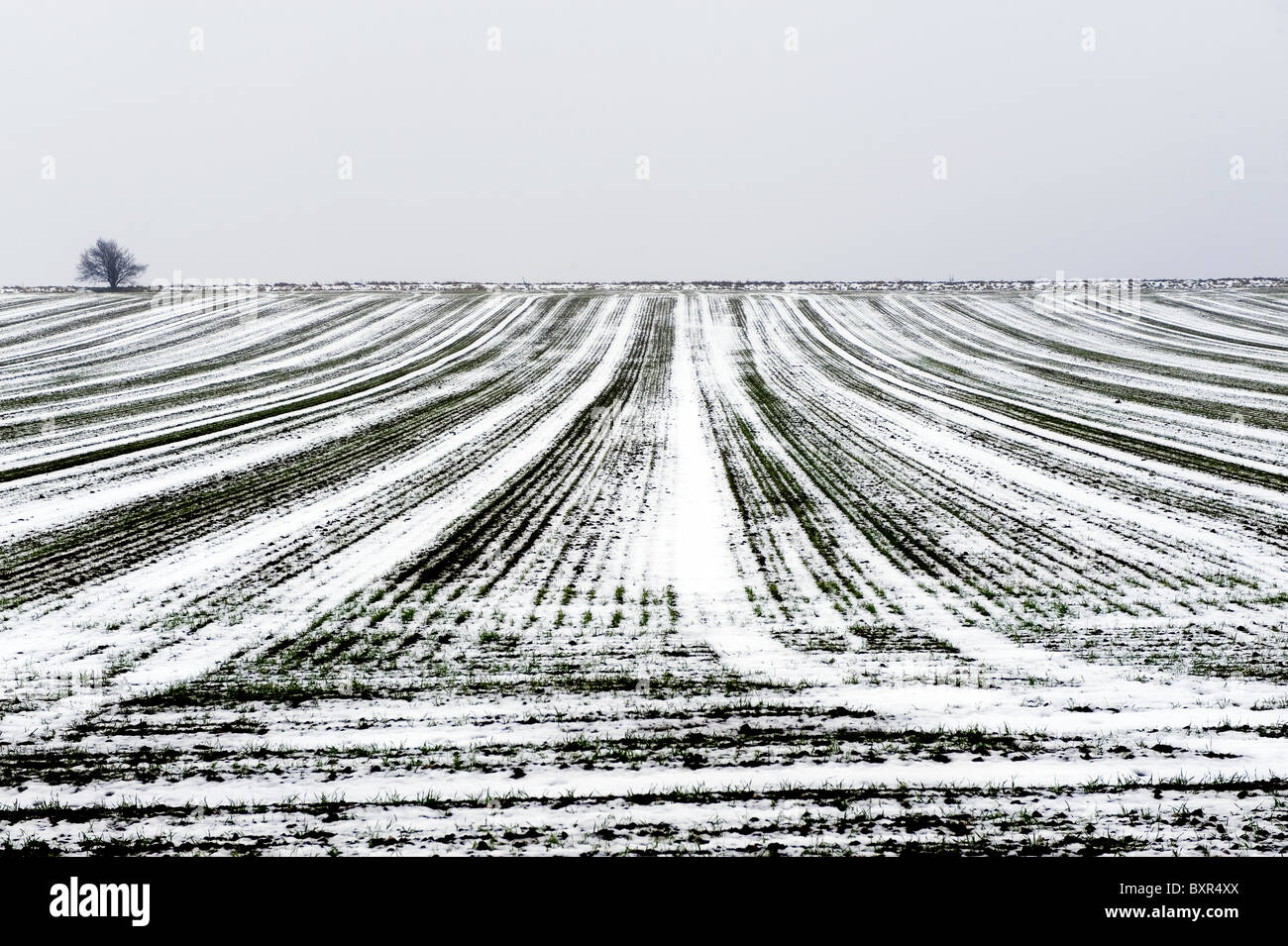 Schneebedeckte Felder in der Nähe von Saffron Walden, Essex, England, UK. Winter 2010 / 11. Stockfoto