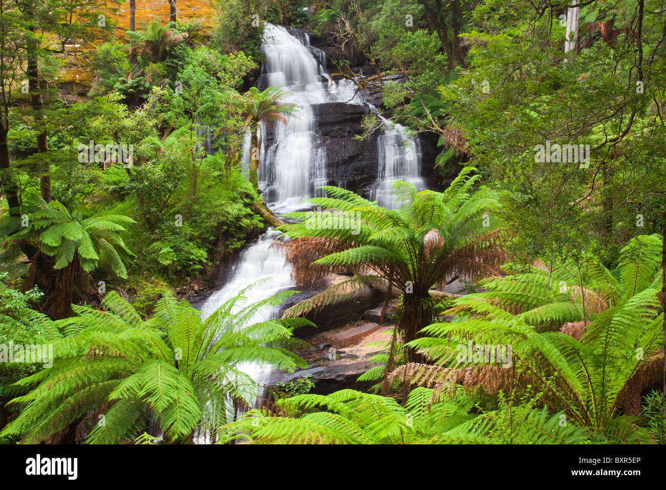 Triplett fällt, Great Otway National Park, Great Ocean Road, Lavers Hill, Victoria Stockfoto