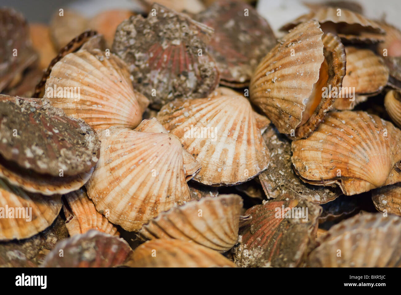 Jakobsmuscheln auf dem Display in einer Meeresfrüchte-Markt-Close-up Stockfoto