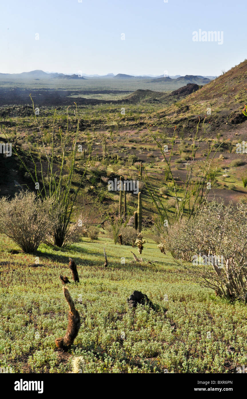 Blick auf Schlackenkegel von Seite des El Tecolote Schlackenkegel, El Pinacate Biosphärenreservat, Sonora, Mexiko Stockfoto