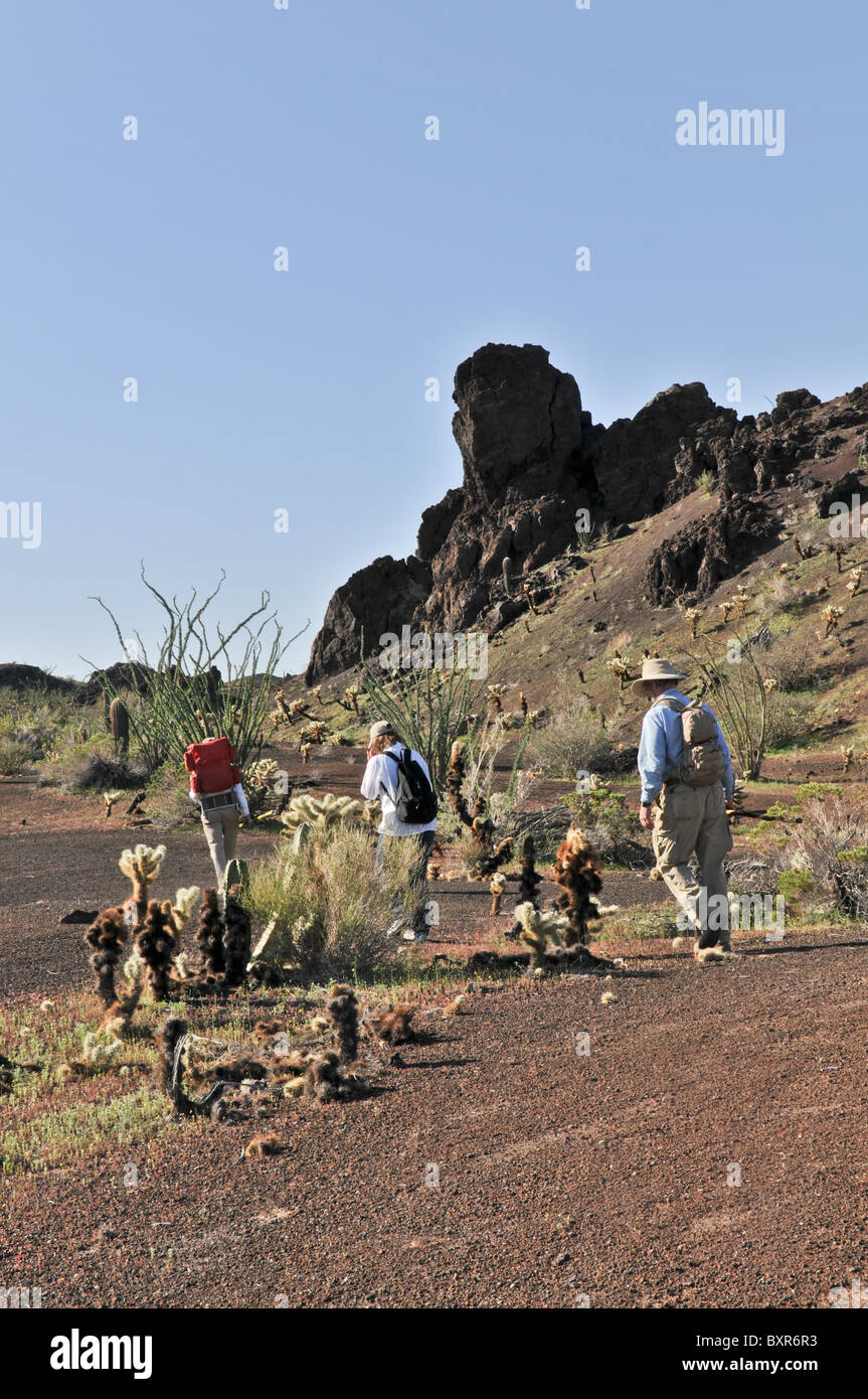 Wanderer zu Fuß in Richtung El Tecolote Schlackenkegel, El Pinacate Biosphärenreservat, Sonora, Mexiko Stockfoto