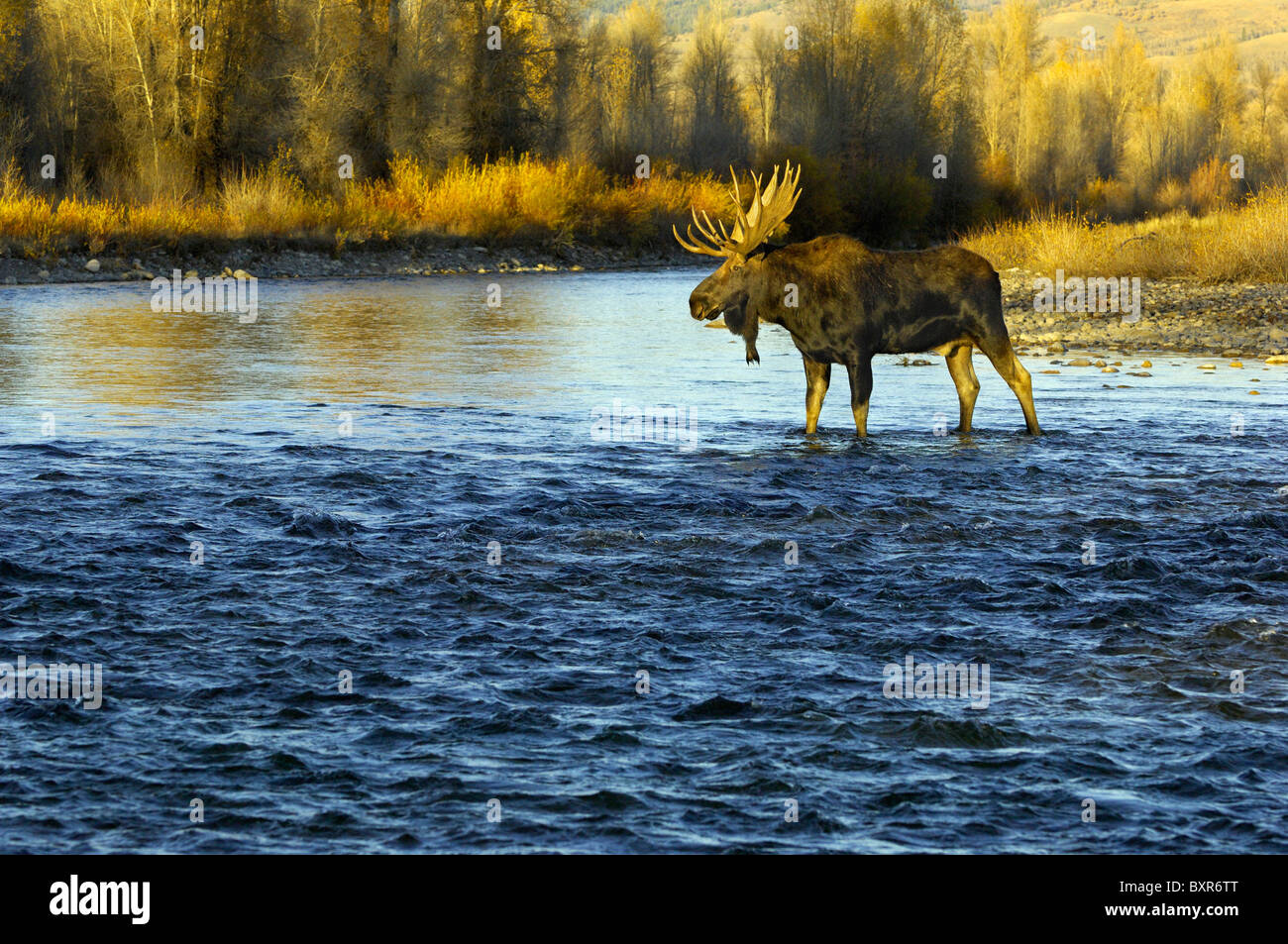 Bull Moose crossing die Gros Ventre River im Grand Teton National Park bei Sonnenuntergang. Stockfoto