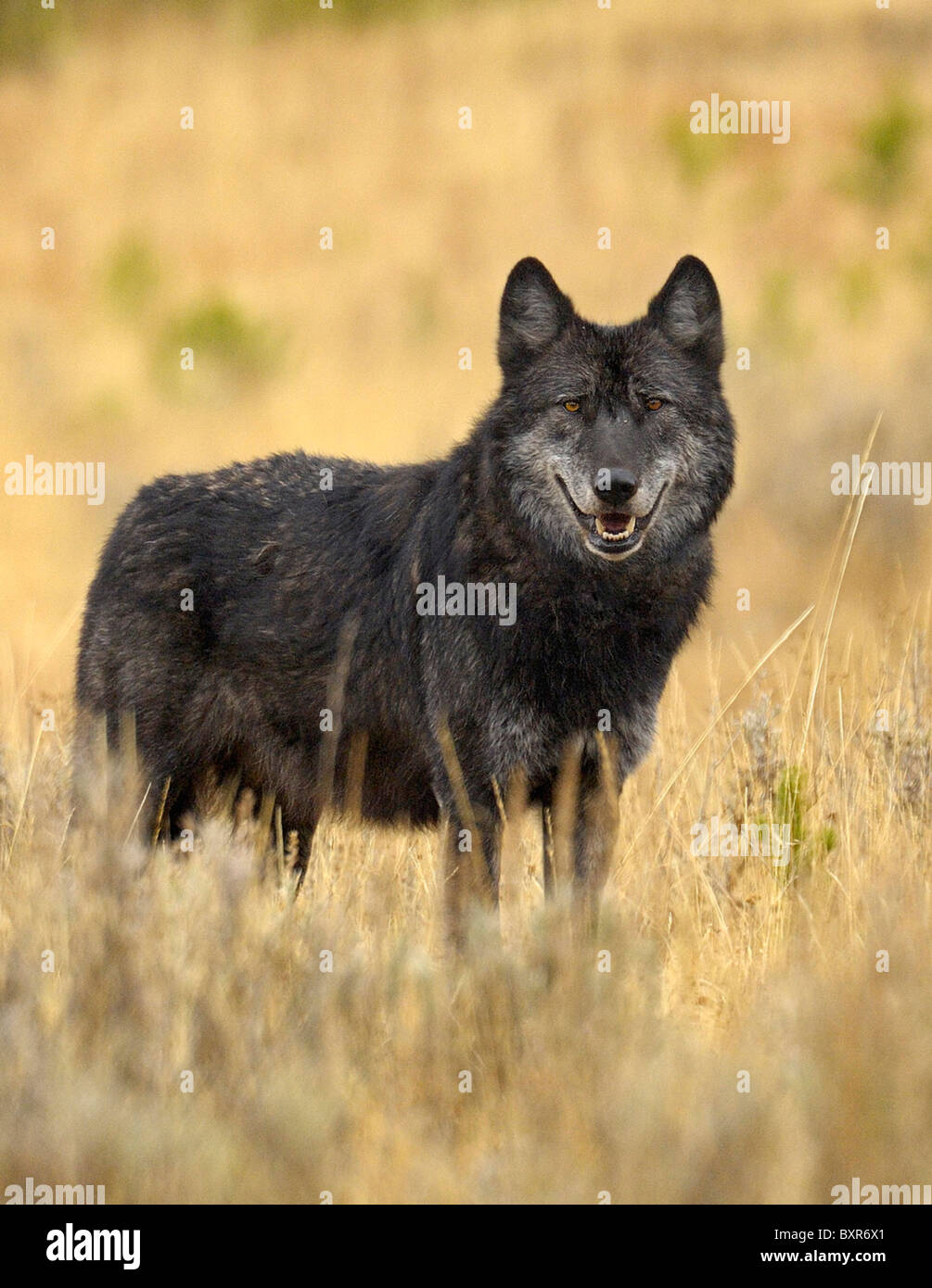 Schwarzer Wolf Pausen in Yellowstone Wiese. Stockfoto