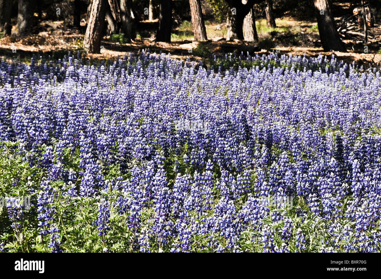 Lupine Wildblumen, Figueroa Mountain, Los Padres National Forest, Kalifornien Stockfoto