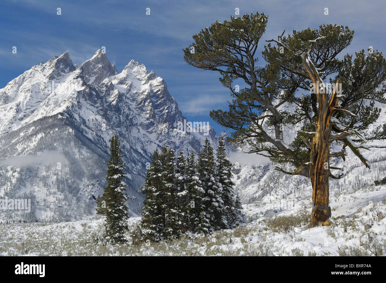 Alten Patriarchen Baum am Morgen nach einem Schneesturm im Grand Teton National Park. Stockfoto
