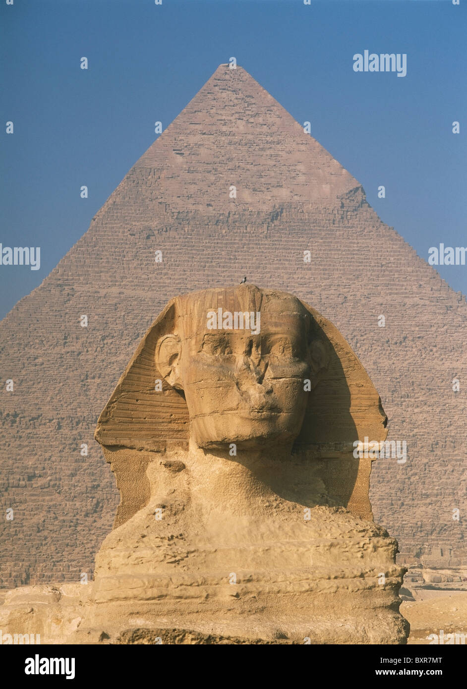 Sphinx vor große Pyramide des Chephren Stockfoto
