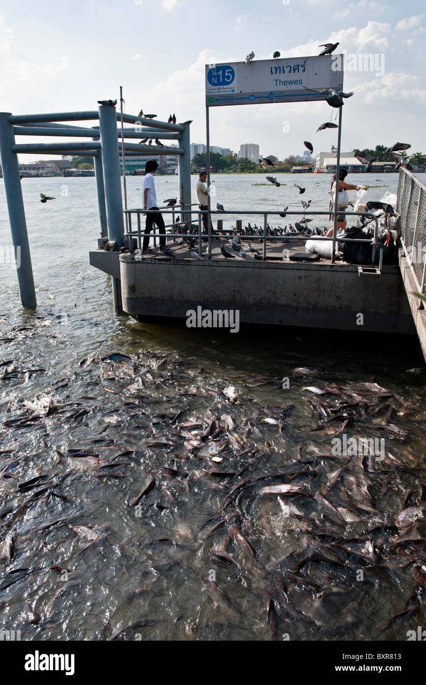 Der Fluss Chao Phraya ist dem königlichen Fluss schneiden durch Bangkok und voll von verschiedenen Arten von Booten und anderen Flusstransport. Stockfoto