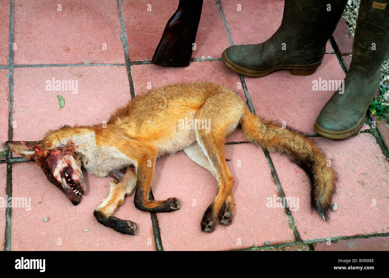 Toten Rotfuchs (Vulpes Vulpes) von Jäger mit Gewehr erschossen Stockfoto