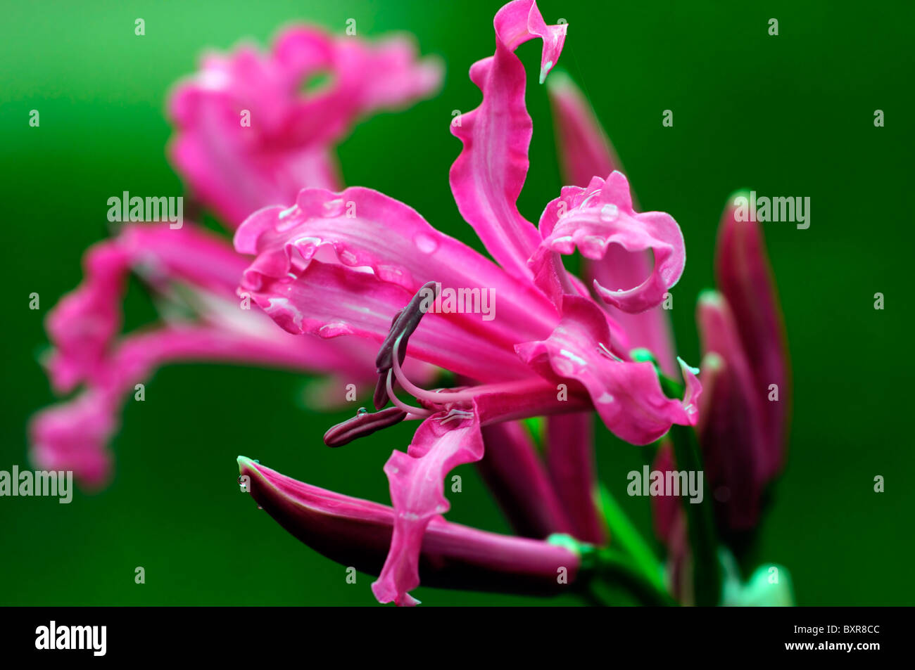 Catherine Codora rosa Blumen faltige Blütenblätter bauchige Staude Stockfoto