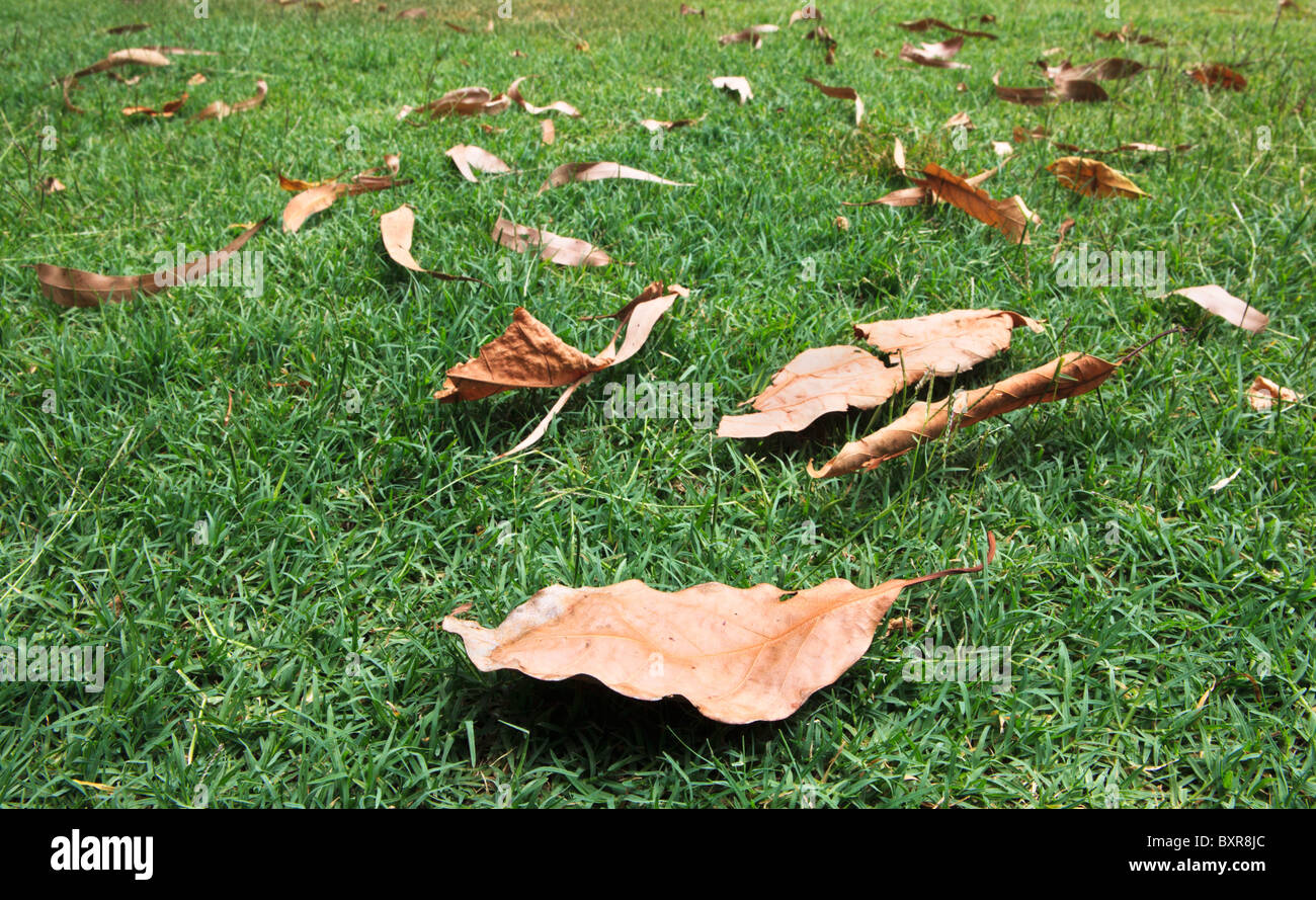 Blätter auf dem Rasen Stockfoto
