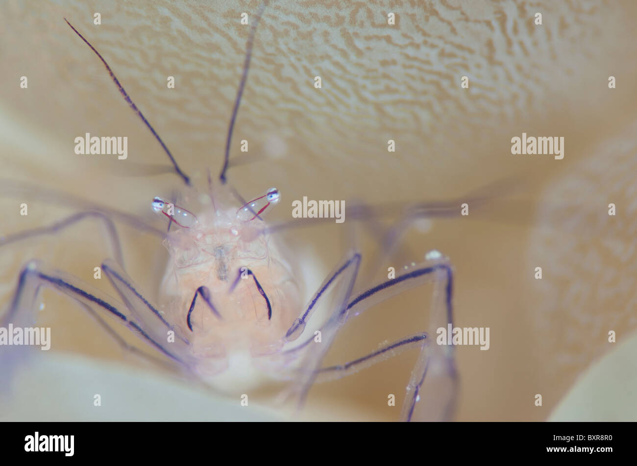 Blase Coral Garnelen, Vir Philippinensis auf Bubble Coral, Plerogyra Sinuosa, Porträt, Lankayan, Malaysia, Borneo Stockfoto