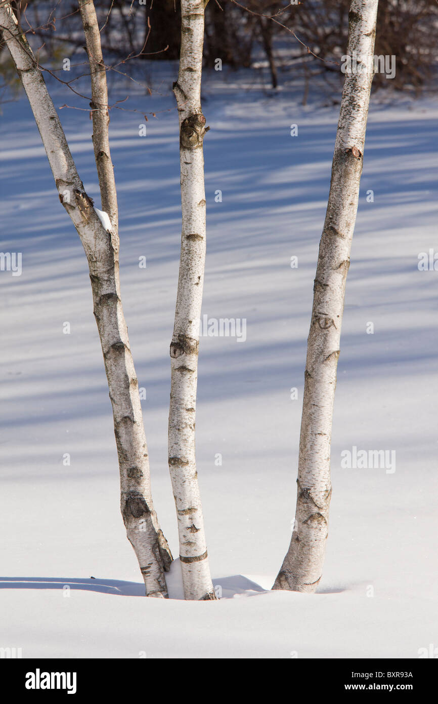 Papier-Birke, auch bekannt als American White Birch und Kanu-Birke, Betula Papyrifera; Rundschnitt/re-Erwachsenem Stämme im Schnee Stockfoto