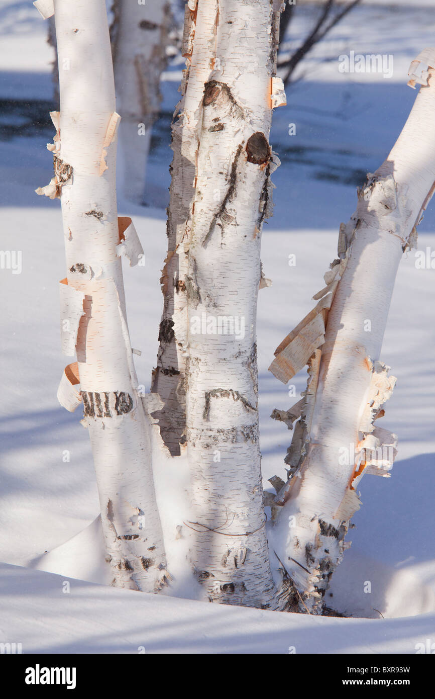 Papier-Birke, auch bekannt als American White Birch und Kanu-Birke, Betula Papyrifera; Rundschnitt/re-Erwachsenem Stämme im Schnee Stockfoto