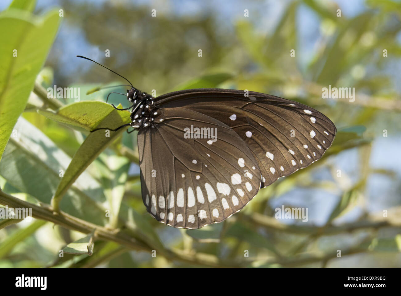 Eine gemeinsame Krähe (Euploea Core) auf einer Pflanze Stockfoto