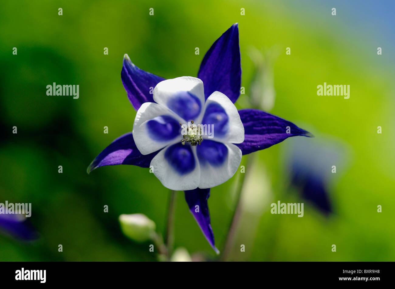 Nahaufnahme von Aquilegia Blume Stockfoto