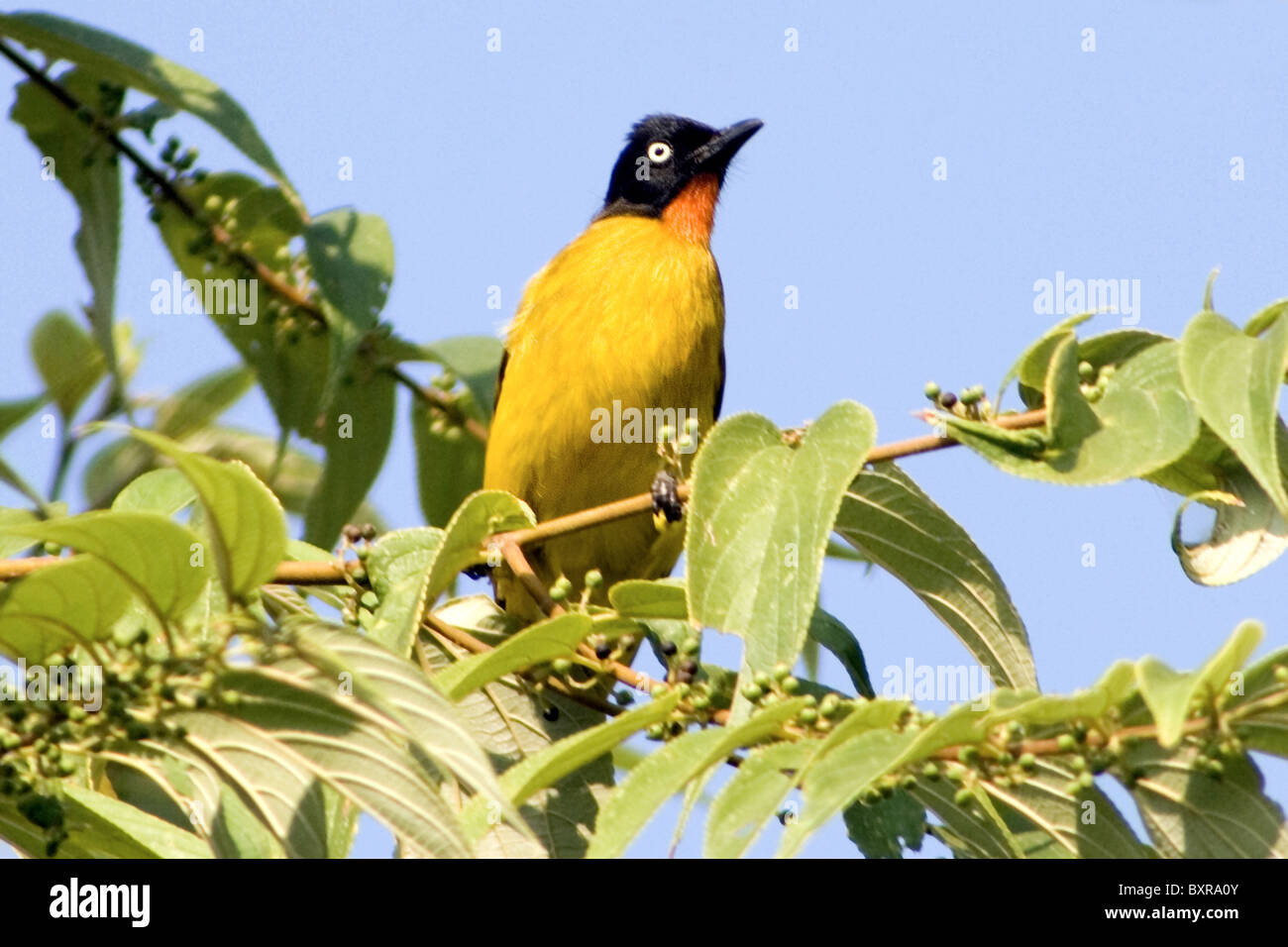 Schwarz-crested Bülbül, Pycnonotus Flaviventris - Familie, Pycnonotidae. Mittlere Singvogel Singvögel. Goas Staatsvogel Stockfoto