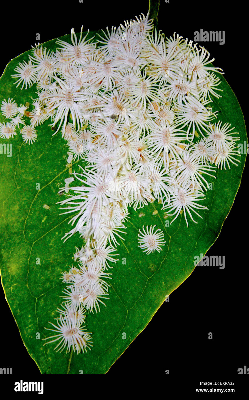 Malybugs Kolonie auf Pflanzen. Pseudococcidae. Ungepanzerte Kalkabinsen