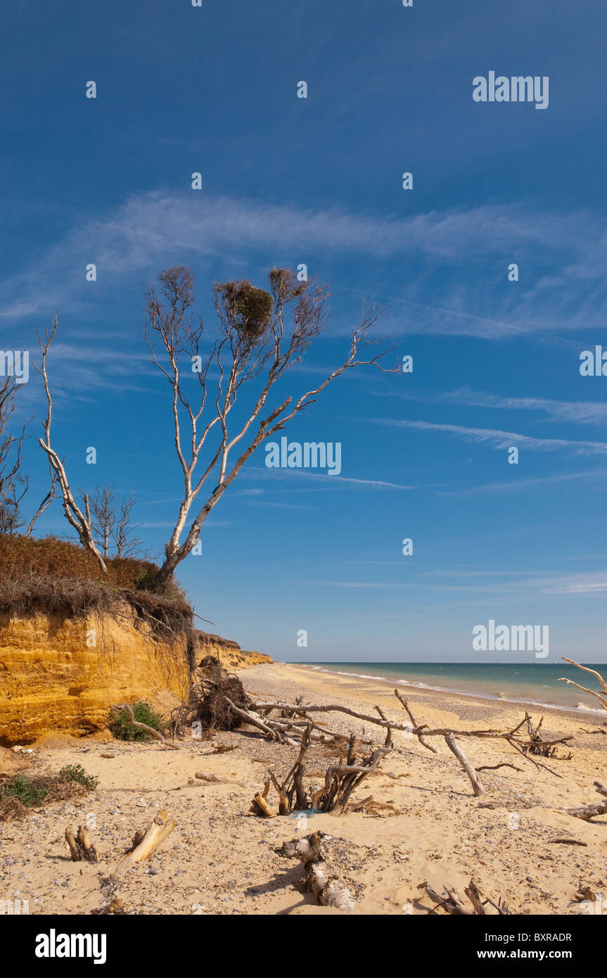 Der Klippe, die Küstenerosion auf Strand zwischen Benacre und Covehithe in Suffolk, England, Großbritannien, Vereinigtes Königreich Stockfoto