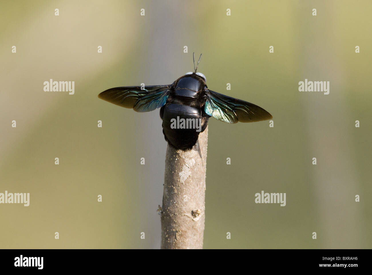 Holzbiene, wissenschaftlicher Name der Gattung: Bienen Gattung Xylocopa in die Unterfamilie Xylocopinae Stockfoto