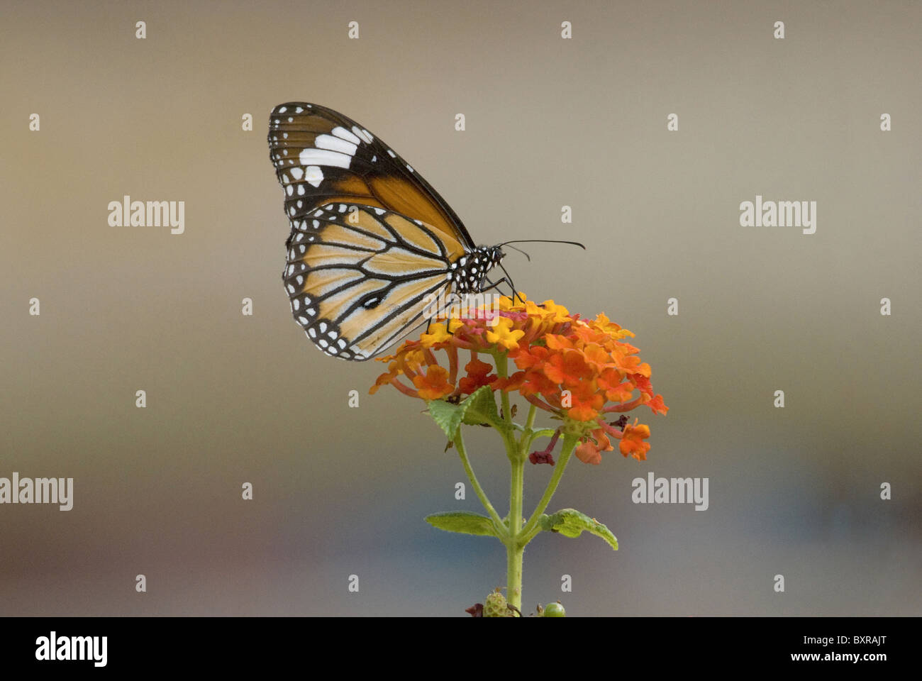 MONARCHFALTER Danaus Plexippus Milkweed Butterfly (Unterfamilie Danainae), in der Familie Nymphalidae. Stockfoto