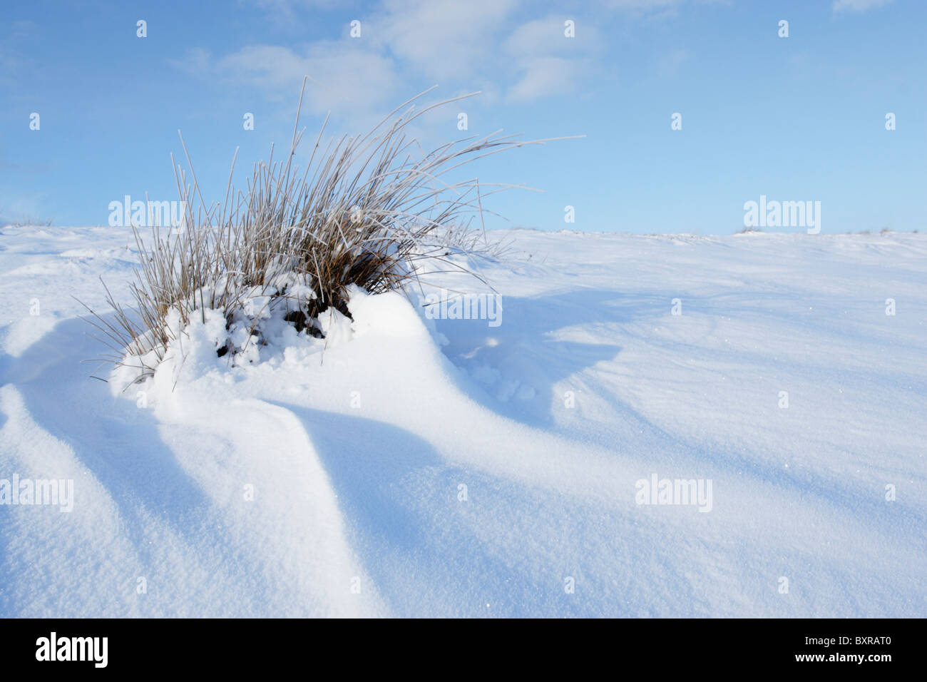 Gräser in Schneeverwehungen gegen ein strahlend blauer Himmel Stockfoto