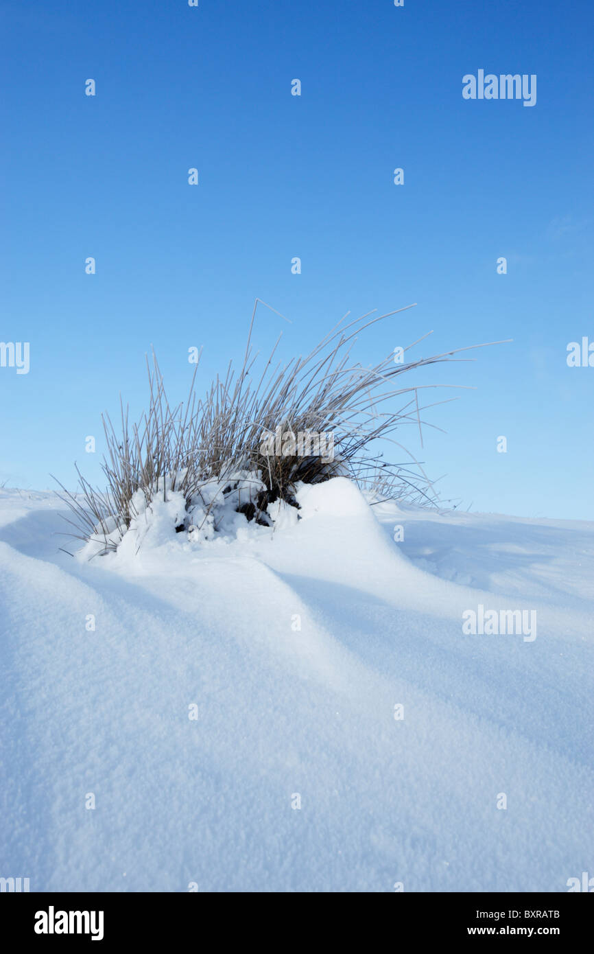 Gräser in Schneeverwehungen gegen ein strahlend blauer Himmel Stockfoto