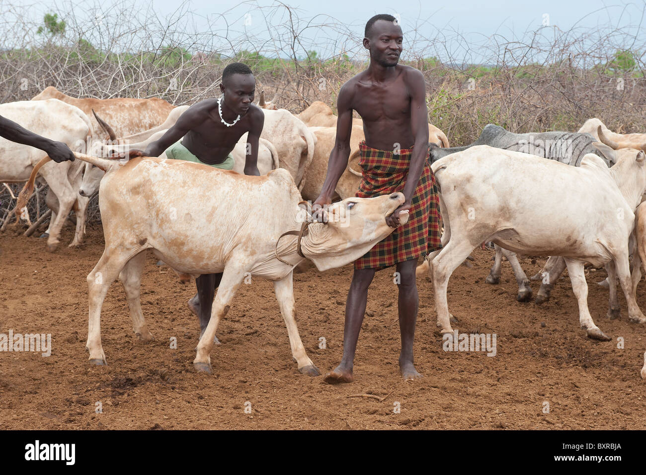 Hirten Blutentnahme aus einer Kuh, Nyangatom (Bumi) Stamm, Omo-Tal, Ehtiopia Afrika Stockfoto