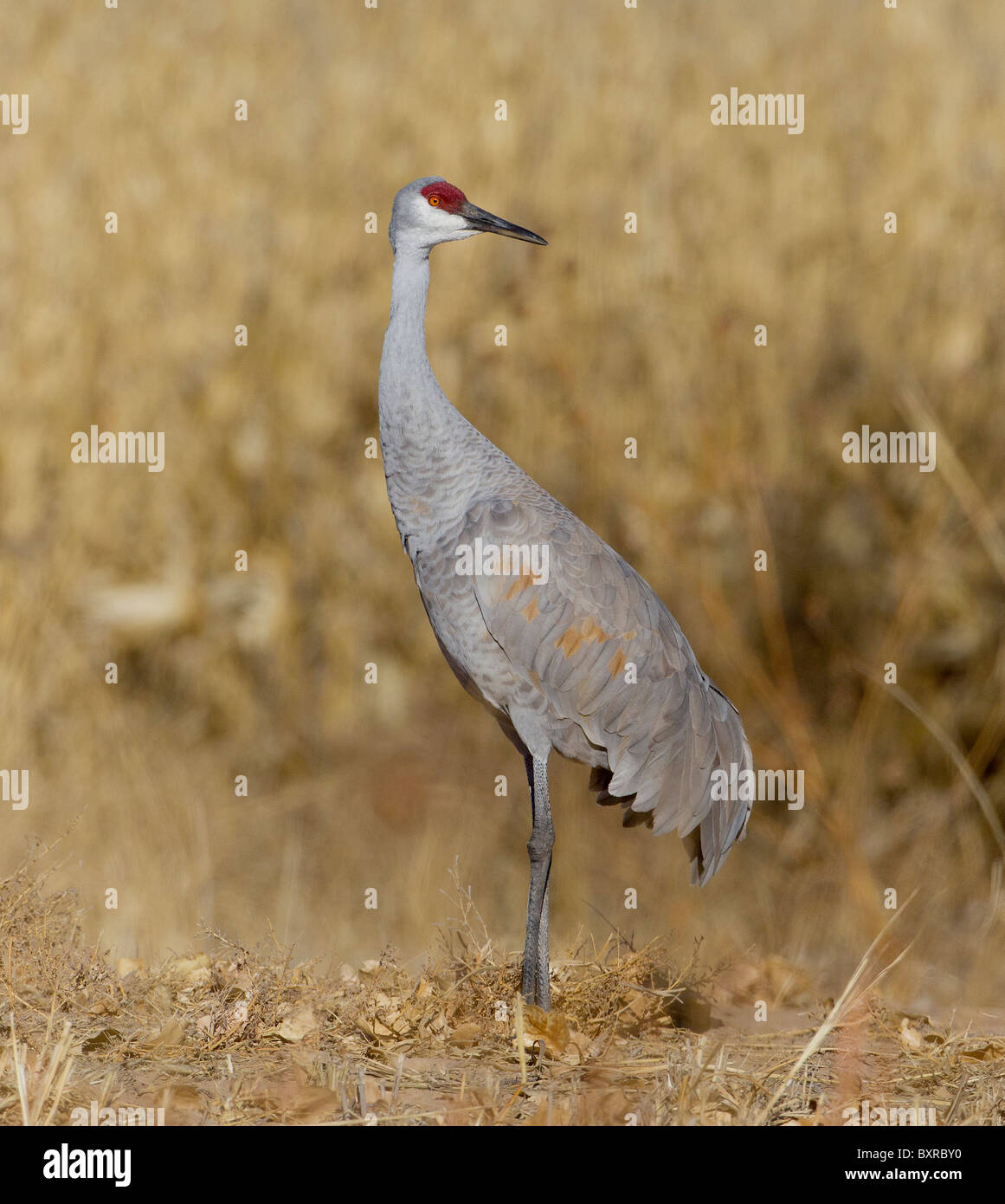 Sandhill Kran in die Nahrungsgründe in Bosque del Apache, New Mexico Stockfoto