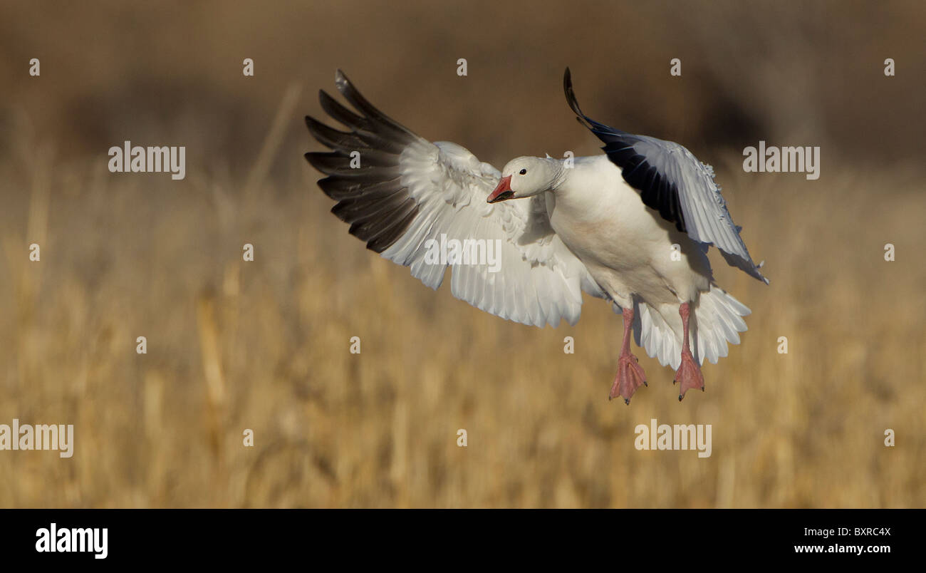 Schneegans, Landung in Nahrungsgründe, Bosque del Apache Stockfoto