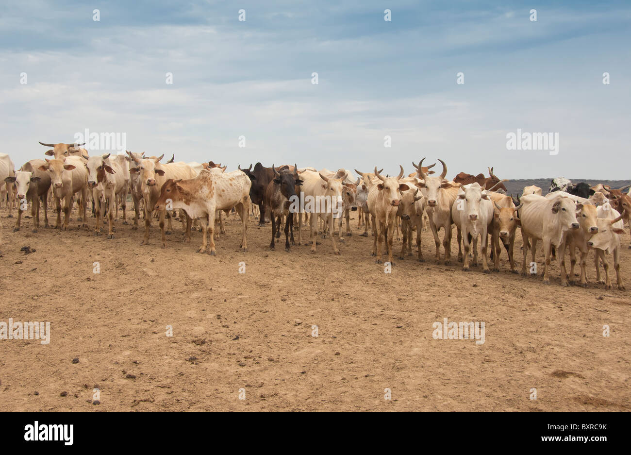 Kuh-Herde, Nyangatom (Bumi) Stamm, Omo River Valley, Äthiopien, Afrika Stockfoto