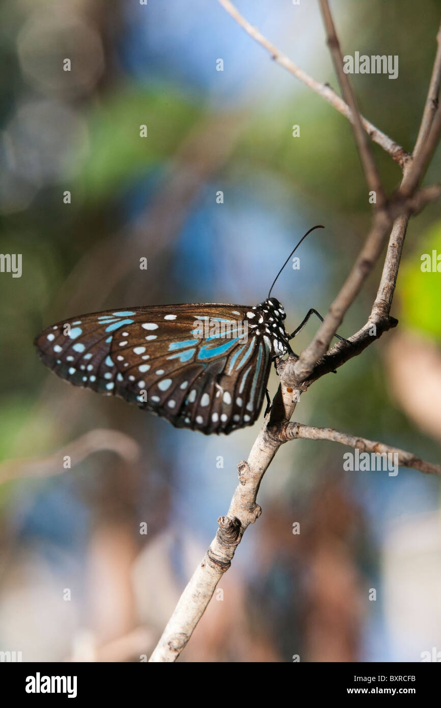 Blaue Tiger Schmetterling (Tirumala Hamata) am Zweig in Butterfly Sanctuary, Magnetic Island, Townsville, Queensland, Australien. Stockfoto