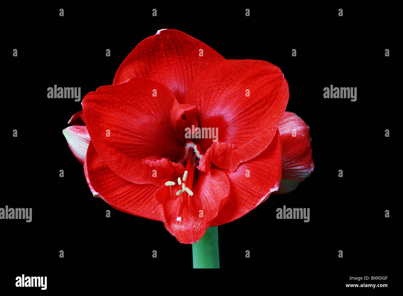große rote Amaryllis Blume auf schwarzem Hintergrund Stockfoto
