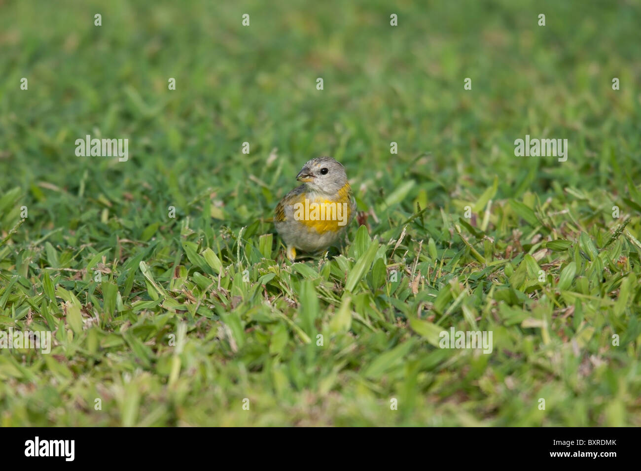 Safran Finch (Sicalis Flaveola), weibliche Fütterung in den Rasen. Stockfoto