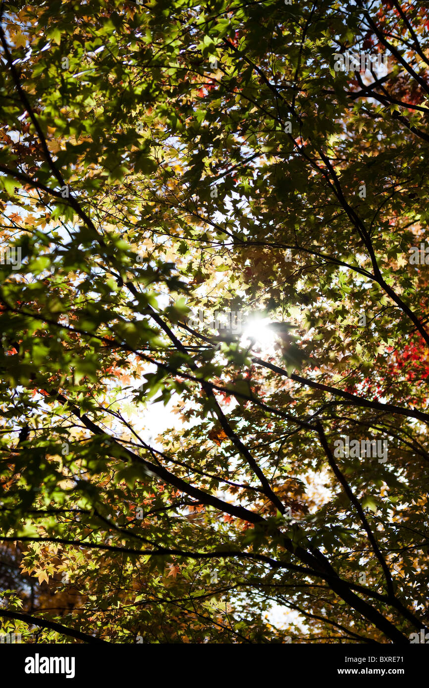 Herbst Baum mit grünen Blättern Stockfoto