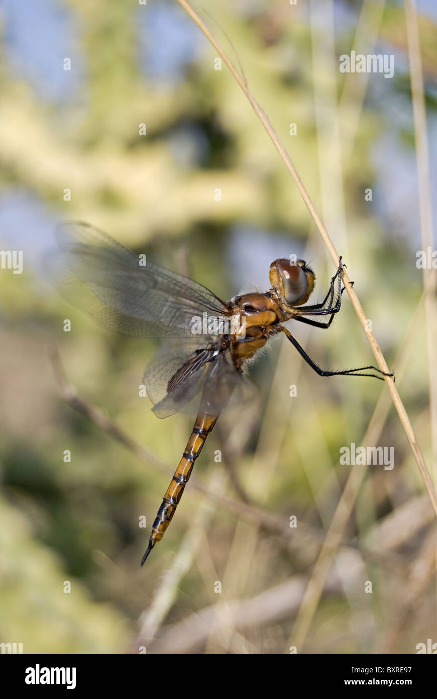 Roter Sumpf Trotter wissenschaftliche, Tramea basilaris Stockfoto