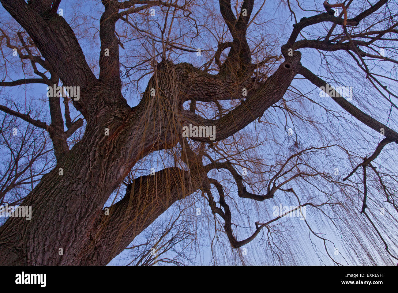 Weinende Weide, Salix × Sepulcralis 'Chrysocoma' in der Abenddämmerung in den öffentlichen Gärten, Boston, Ma, USA Stockfoto