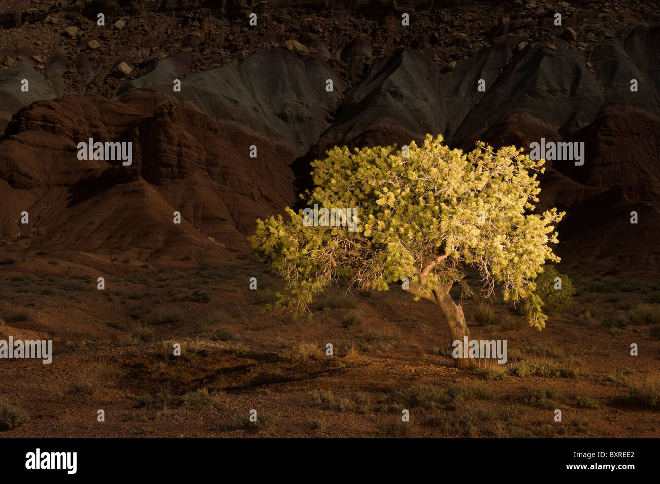 Lichtmalerei der Pinyon Kiefer nachts im Capitol Reef National Park, Utah Stockfoto