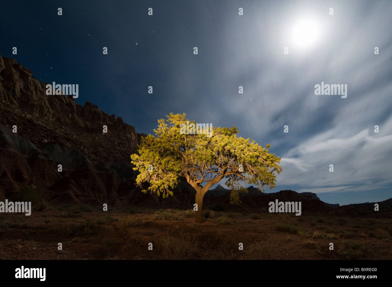 Licht-Malerei der Pinyon Kiefer in der Nacht mit Mond im Capitol Reef Stockfoto