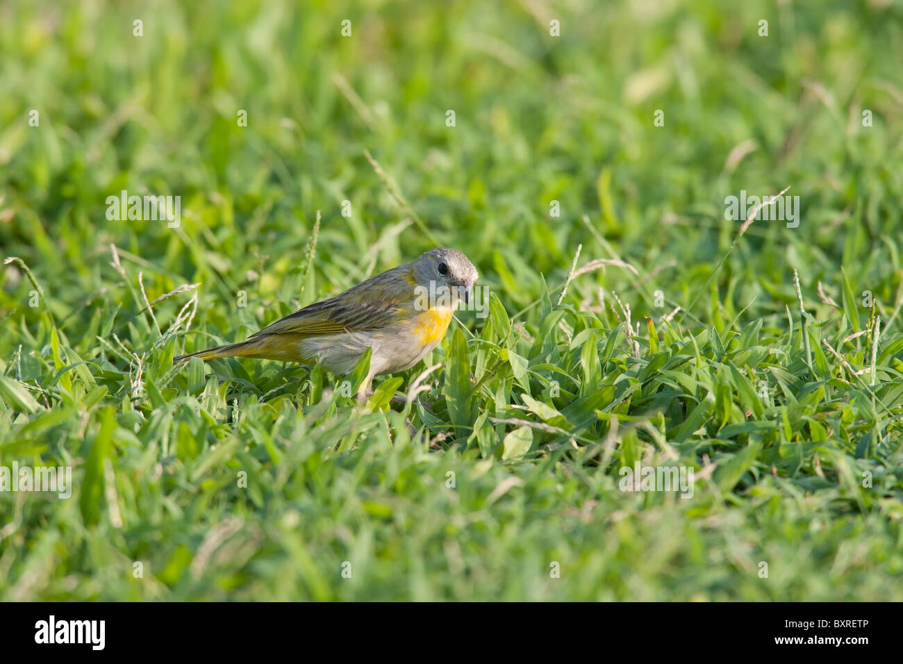 Safran Finch (Sicalis Flaveola), weibliche Nahrungssuche in den Rasen. Stockfoto