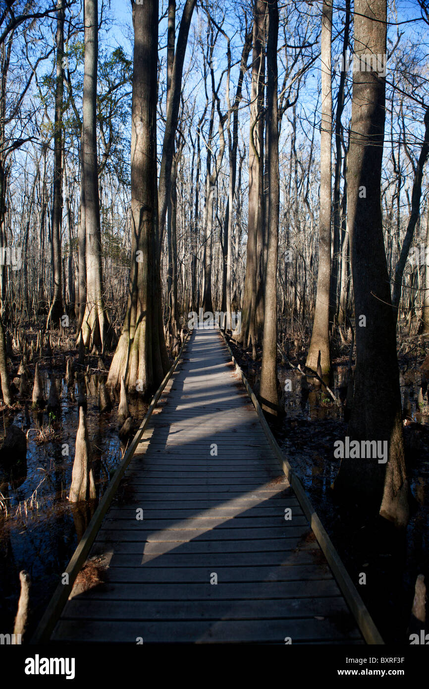 Promenade, umgeben von Bäumen und überschwemmten Sumpf Waldboden, Congaree Nationalpark, South Carolina, Vereinigte Staaten von Amerika Stockfoto