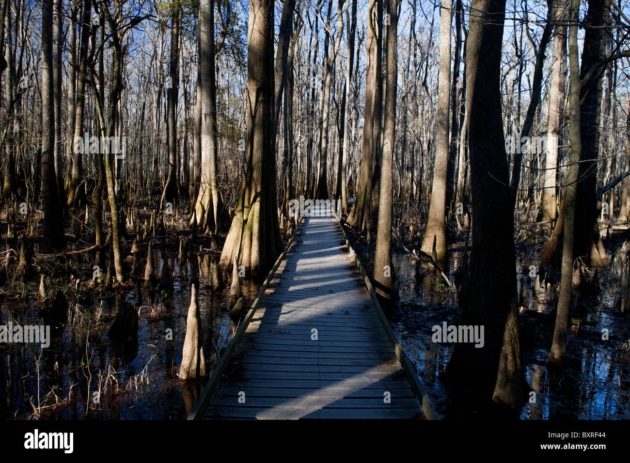 Promenade, umgeben von Bäumen und überschwemmten Sumpf Waldboden, Congaree Nationalpark, South Carolina, Vereinigte Staaten von Amerika Stockfoto