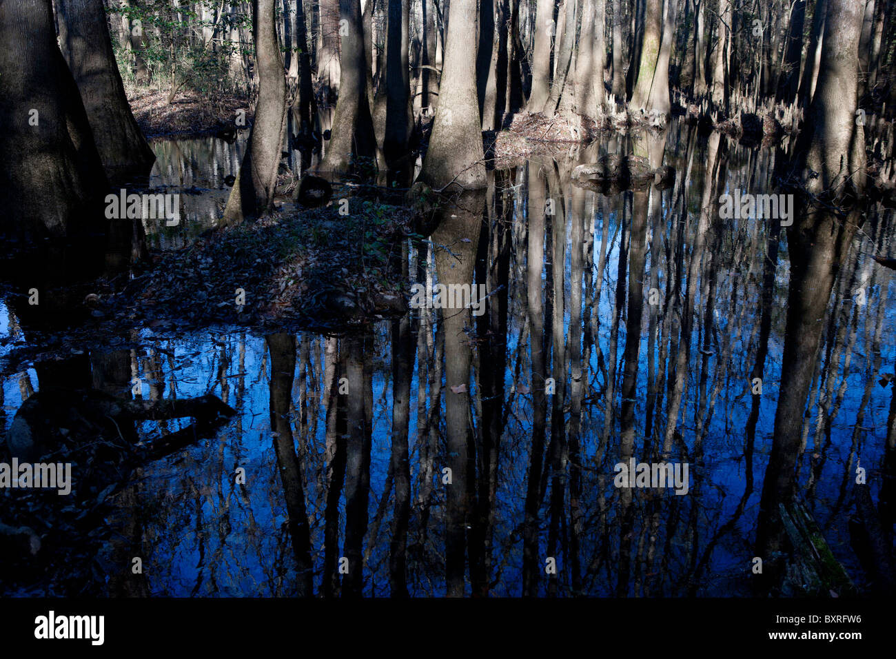 Reflexion des Waldes auf überschwemmten Sumpf Waldboden, Congaree Nationalpark, South Carolina, Vereinigte Staaten von Amerika Stockfoto