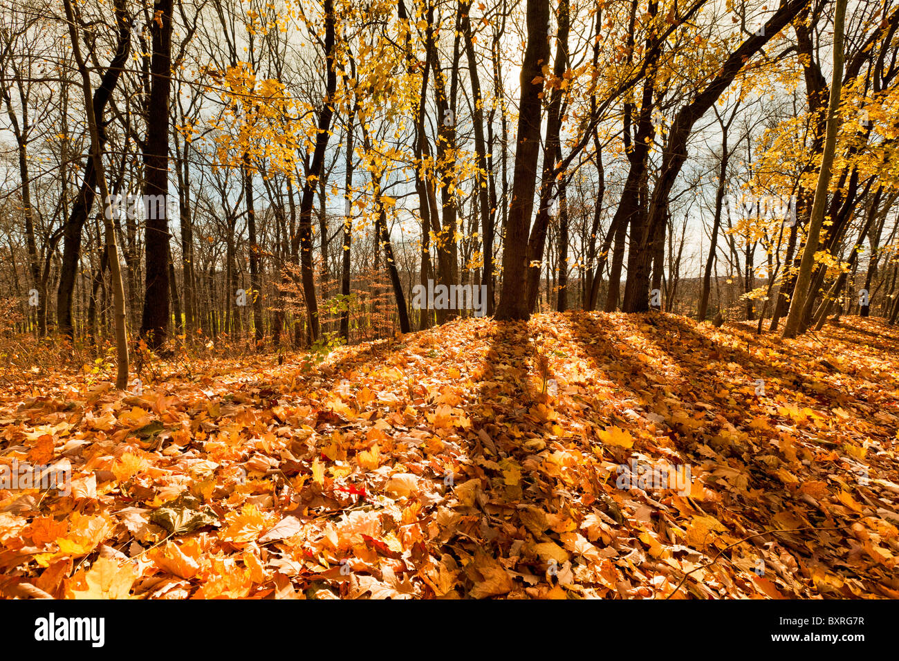 Waldboden bedeckt mit Herbstlaub an einem sonnigen Tag Stockfoto
