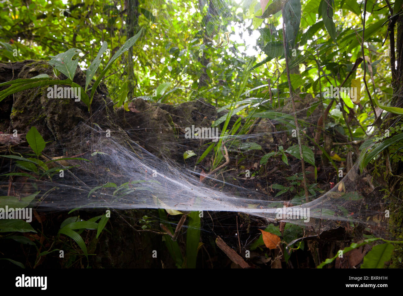 Grosse Grosse Spinnennetz Im Amazonas Regenwald Stockfotografie Alamy